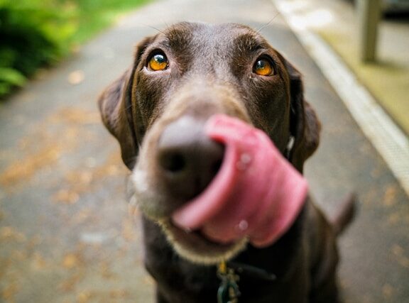 Dog as a Family Member: How Ukrainian Brides Raise Their Pets