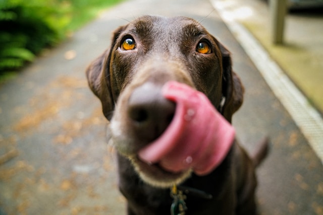 Dog as a Family Member: How Ukrainian Brides Raise Their Pets